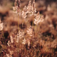 朝日に染まる猫じゃらしの穂 - 秋の雑草を逆光で撮影の写真