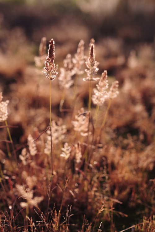 朝日に染まる猫じゃらしの穂 - 秋の雑草を逆光で撮影