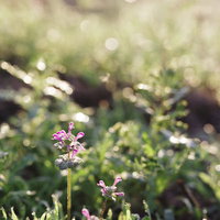 朝日を浴びるホトケノザの写真