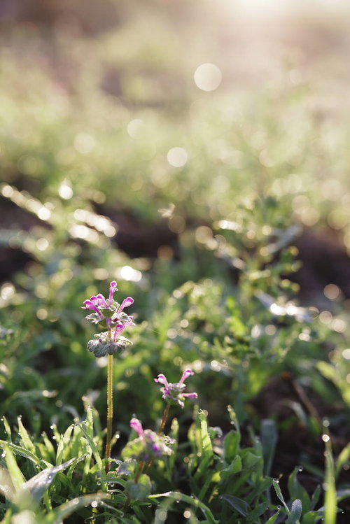 朝日を浴びるホトケノザ