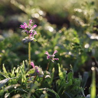 朝露を纏う紫色のホトケノザの花と草の自然風景の写真