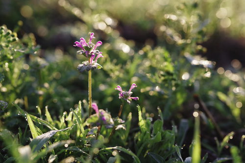 朝露を纏う紫色のホトケノザの花と草の自然風景