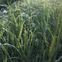 朝露を纏う草むらのクローズアップの写真