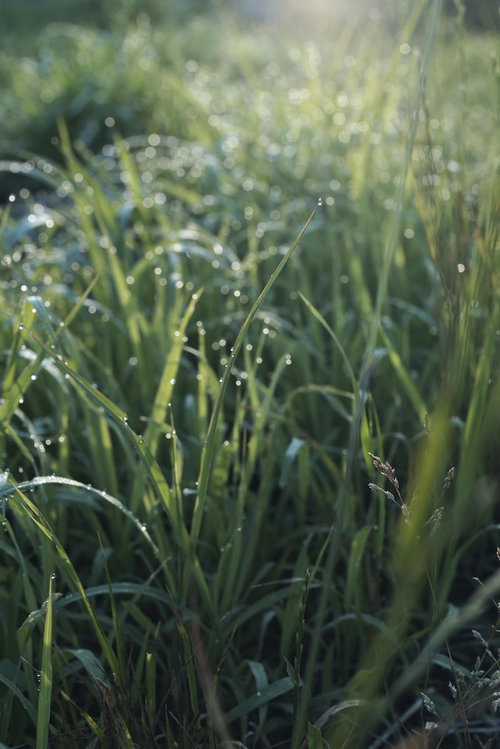 朝露を纏う草むらのクローズアップ