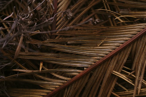 枯れ往く南国風の木の葉 ドライリーフ