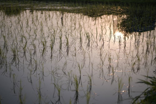 柔らかい光差す水田の水鏡