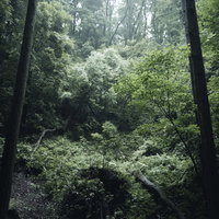 森の樹林に降り注ぐ木漏れ日と新緑の光が彩る林床の写真