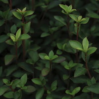 初夏の植え込みに生い茂る新緑の葉と枝が茂る様子の写真