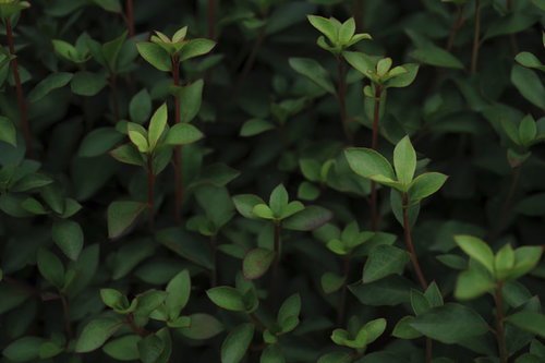 初夏の植え込みに生い茂る新緑の葉と枝が茂る様子