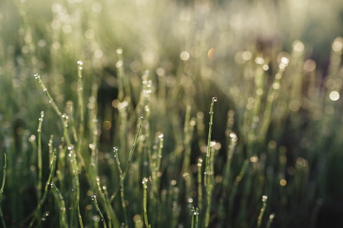 朝露に輝くスギナの水滴｜朝日を受けてキラキラと輝く自然の雫