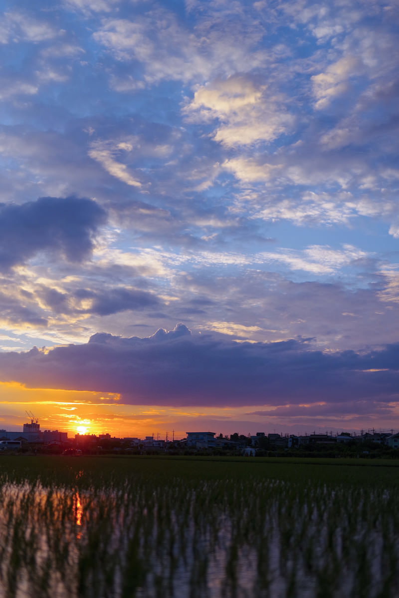 オレンジ色の夕焼け空の下に広がる水田の風景