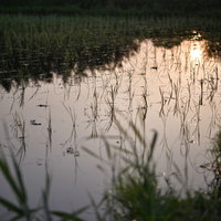 夕景の水田に映る空と稲の苗の写真