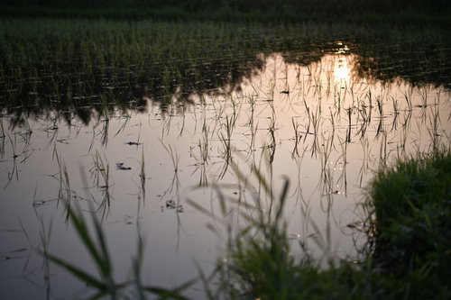 夕景の水田に映る空と稲の苗