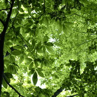 緑深い新緑の木漏れ日と枝葉が光の筋を作る春の自然風景の写真