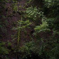 苔に包まれてゆく杉の倒木と森の自然 湿った林床の生態系の写真