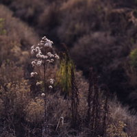 農道わきで茶色く立ち枯れたキツネアザミの野草の写真