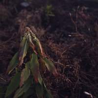 農道わきで枯れゆく雑草と落ち葉が積もる秋の風景の写真