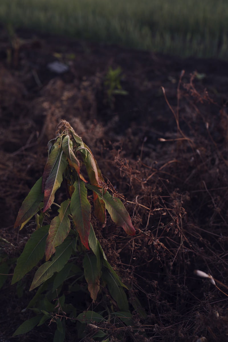 農道わきで茶色く枯れた雑草が地面に垂れ下がっている様子
