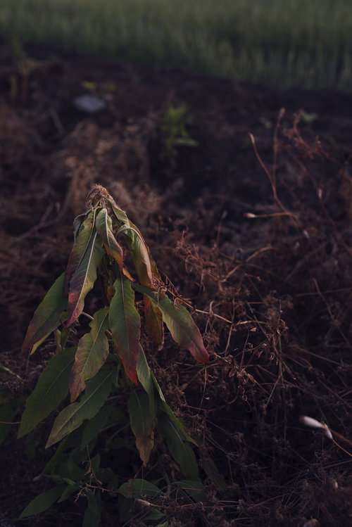 農道わきで枯れゆく雑草と落ち葉が積もる秋の風景