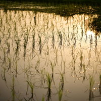 夕光が差し込む田植え後の水田の写真