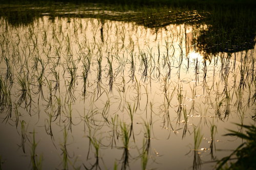 夕日に照らされて金色に輝く水田の稲苗が整然と並ぶ田園風景
