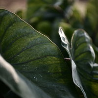 鈍い緑色の里芋の葉に浮き出る葉脈と質感の写真