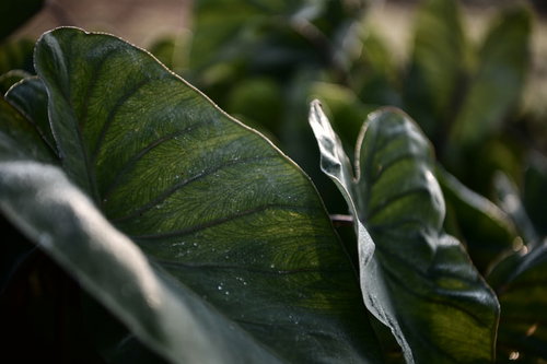 鈍い緑色の里芋の葉に浮き出る葉脈と質感