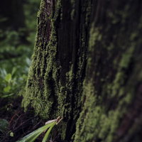雨で深い緑に染まる杉の幹の苔の写真