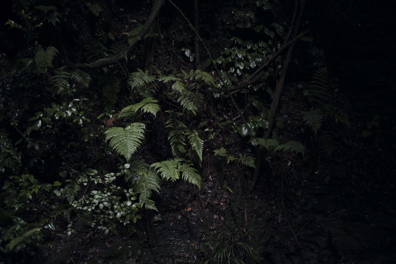 雨上がりの森で湿った土の上に生える緑のシダ植物
