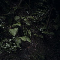 雨上がりの谷に潜むシダ植物と湿った森の緑の写真