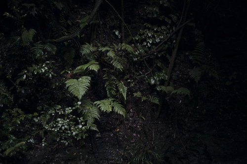 雨上がりの谷に潜むシダ植物と湿った森の緑