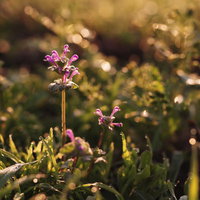 黄色い日に照らされるホトケノザの写真