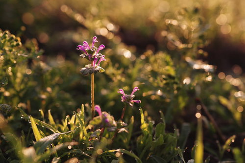 黄色い日に照らされるホトケノザ