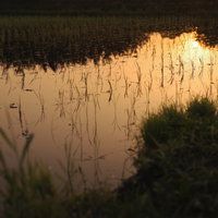 黄金色に染まる水田の水鏡に映る夕焼けと整然と並ぶ稲の苗の写真