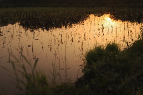黄金色に染まる水田の水鏡に映る夕焼けと整然と並ぶ稲の苗
