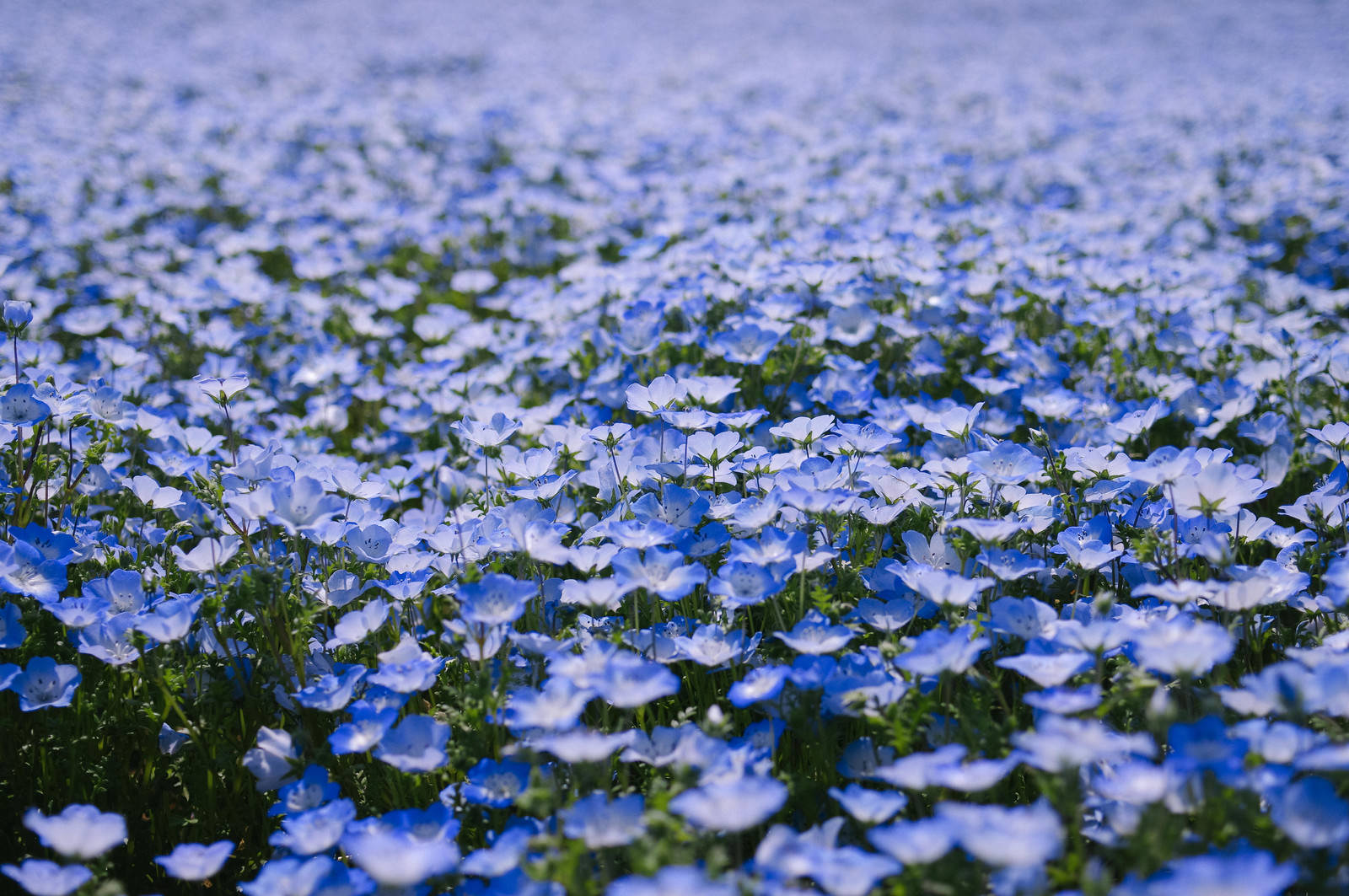 一面に咲く淡い青紫色のネモフィラの花畑