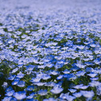 一面に咲く淡い青紫色のネモフィラの花畑の写真