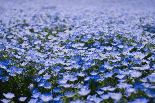 一面に咲く淡い青紫色のネモフィラの花畑
