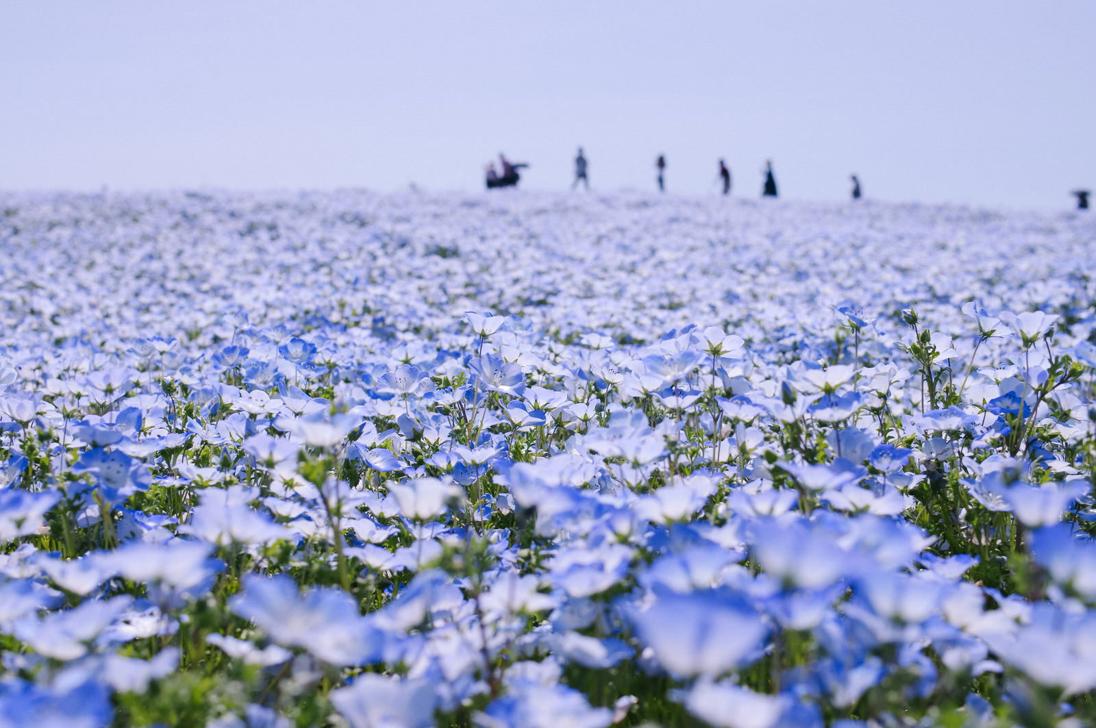 ひたちなか海浜公園の満開のネモフィラ畑と遠くに見える人影