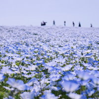 ひたちなか海浜公園の満開のネモフィラと遠くの人影の写真