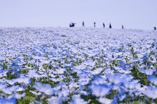 ひたちなか海浜公園の満開のネモフィラと遠くの人影