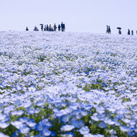 ひたちなか海浜公園の満開ネモフィラ花畑を散策する人々の写真