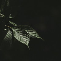 わずかな光に浮かび上がる葉脈の透光性と繊細なリーフの陰影の写真