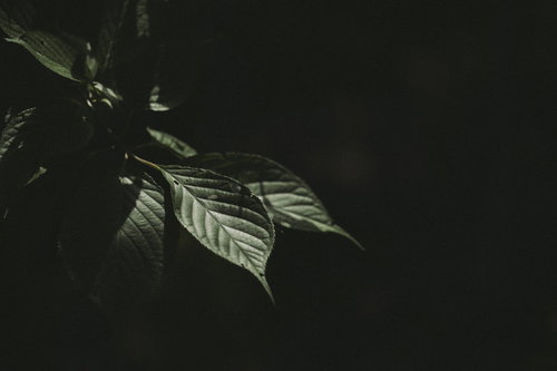 わずかな光に浮かび上がる葉脈の透光性と繊細なリーフの陰影