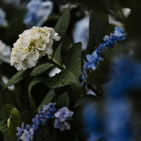 雨上がりの紫陽花、白と青の花に残る水滴と緑の葉の写真