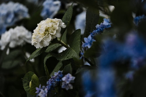 雨上がりの紫陽花、白と青の花に残る水滴と緑の葉