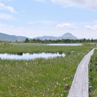 ワタスゲが躍り、木道の先に日光白根山が見える鬼怒沼の写真