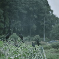 降雨の中で枝に止まるカラスの群れの写真