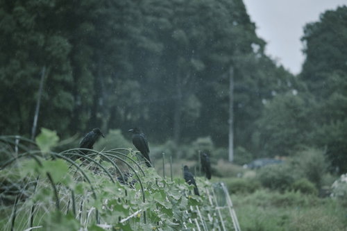 降雨の中で枝に止まるカラスの群れ