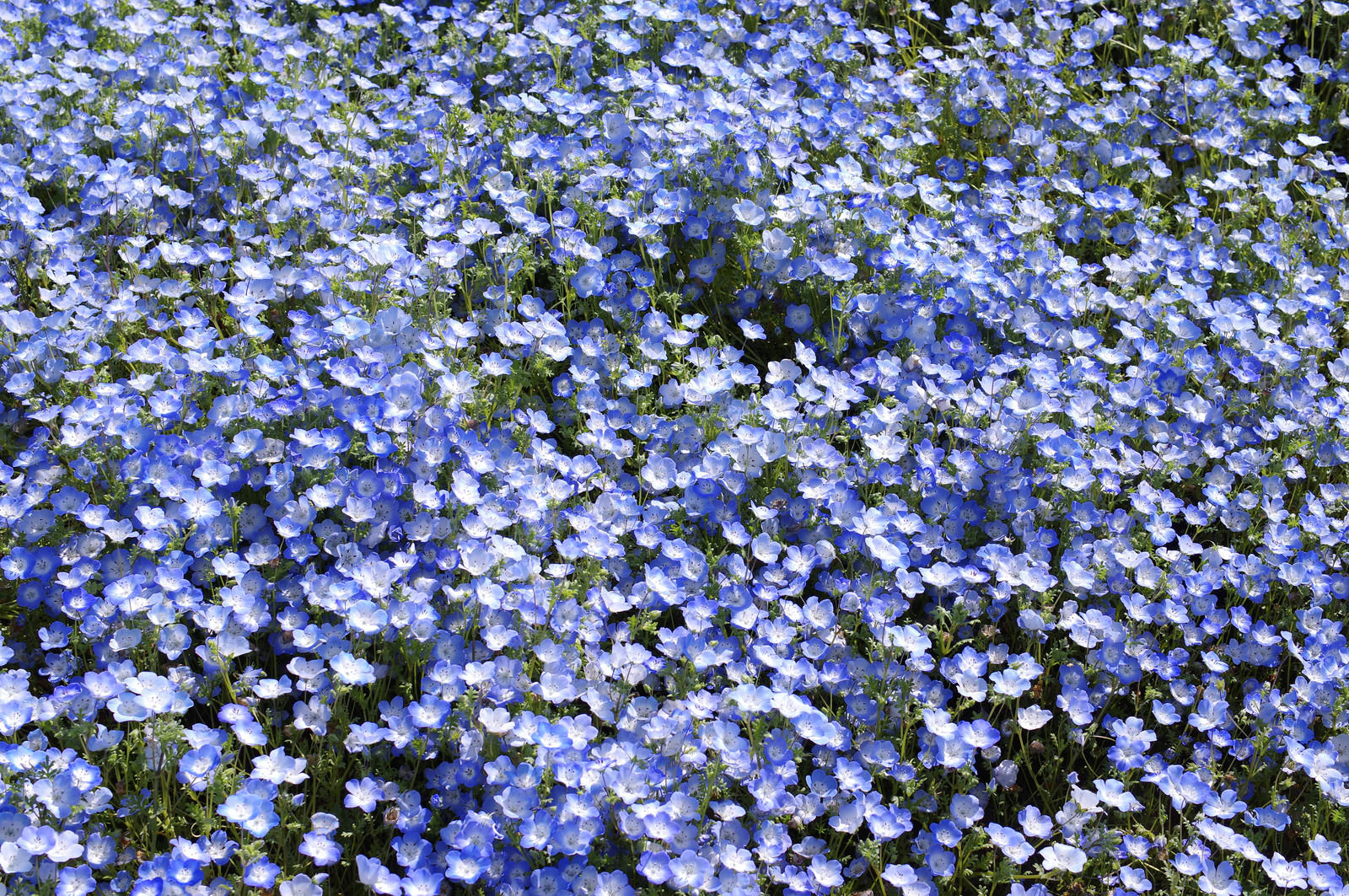 青いネモフィラが一面に咲く花畑の俯瞰写真